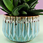 Mini Aloe Vera In Blue Pot
