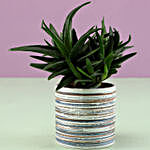 Mini Aloe Vera In White Ceramic Pot