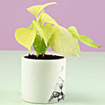 Money Plant in White Ceramic Pot