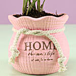 Syngonium Plant In Pink Pot
