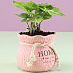 Syngonium Plant In Pink Pot