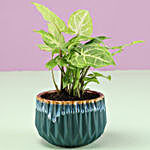 Syngonium Plant In Green Pot