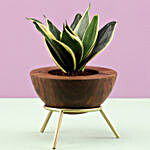 Sansevieria In Sheesham Wood Planter With Stand