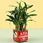 Valentine's Special Bamboo Plant