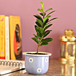 Ficus Compacta In Blue Ceramic Pot