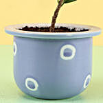 Ficus Compacta In Blue Ceramic Pot