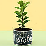 Ficus Compacta In Grey Ceramic Pot
