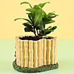 Ficus Compacta In Yellow Ceramic Pot