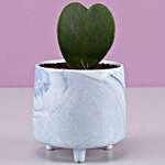 Hoya Plant In Ceramic Blue Pot