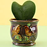 Hoya Plant In Ceramic Brown Pot
