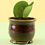 Hoya Plant In Ceramic Brown Pot