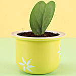 Hoya Plant In Ceramic Yellow Pot