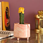 Yellow Moon Cactus In Pink Pot