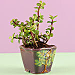 Jade Plant in Purple Pot