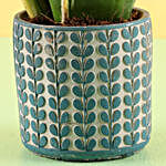MILT Sansevieria Plant in Ceramic Pot