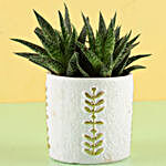 Mini Aloe Vera Plant in Ceramic Pot