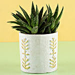 Mini Aloe Vera Plant in Ceramic Pot