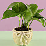 Money Plant in Cream Pot