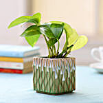 Money Plant in Green Ceramic Pot