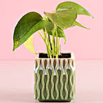 Money Plant in Green Ceramic Pot