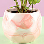 Pink Pot of Syngonium Plant