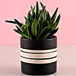 Pot of Mini Aloe Vera Plant
