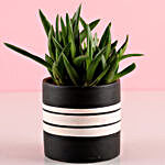 Pot of Mini Aloe Vera Plant
