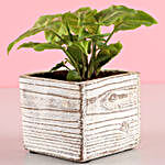 Pot of Syngonium Plant