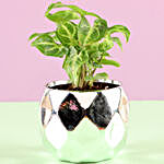 Syngonium Plant in Silver Pot