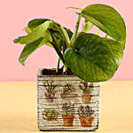 White Potted Money Plant