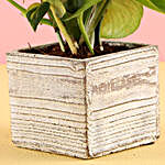 White Potted Money Plant
