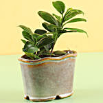 Ceramic Pot of Ficus Plant