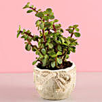 Ceramic Pot of Jade Plant