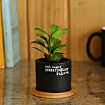 Ceramic Potted Ficus Plant
