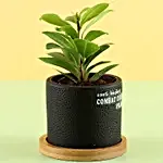 Ceramic Potted Ficus Plant