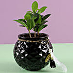 Ficus Compacta Plant in Glass Pot