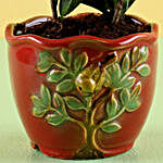 Ficus Plant in Orange Pot
