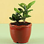 Ficus Plant in Orange Pot
