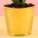 Golden Pot of Sansevieria Plant