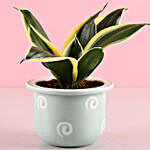 Grey Pot of Sansevieria Plant