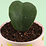 Hoya Plant in Ceramic Pot