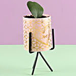 Hoya Plant in Pink Pot