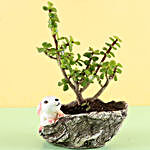 Jade Plant in Resin Pot
