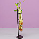 Bamboo Sticks In Quirky Cactus Frame