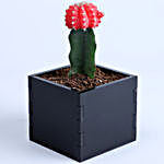 Happy Birthday Red Moon Cactus Plant