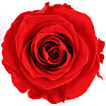 Red Forever Rose With Greeting Card