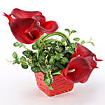 Artificial Red Calla Lilies In Red Pot
