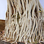 Ficus Big Air Roots Bonsai