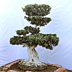 Ficus Microcarpa Grafted