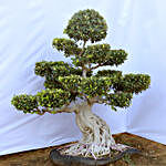 Original Ficus Bonsai